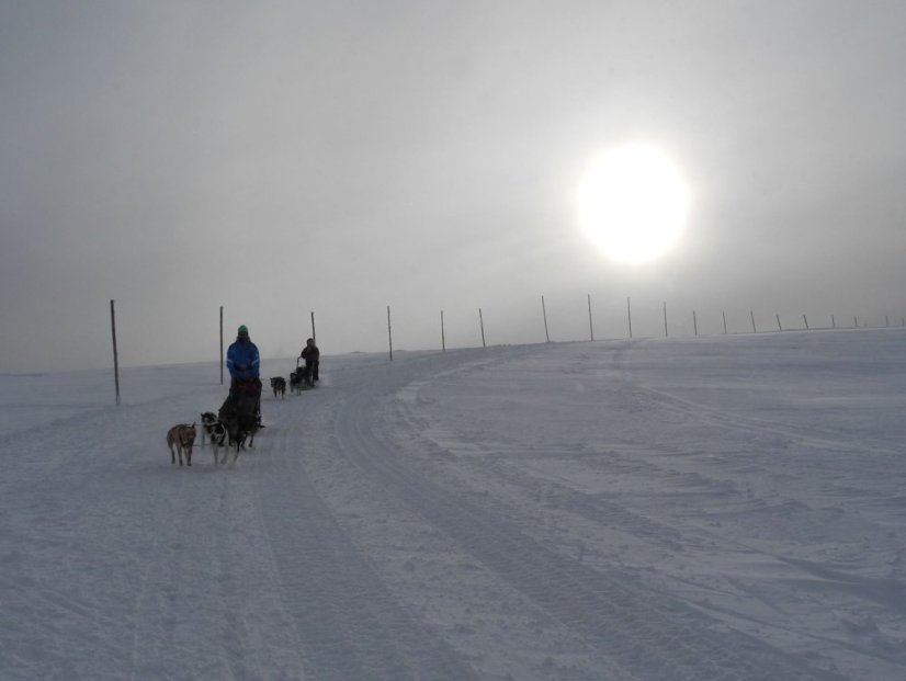 Musherský tandem pro dva / také noční verze