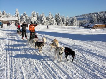 Mushing