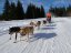 Musher Kadet
