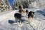 Musher Junior