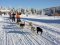 Mushing