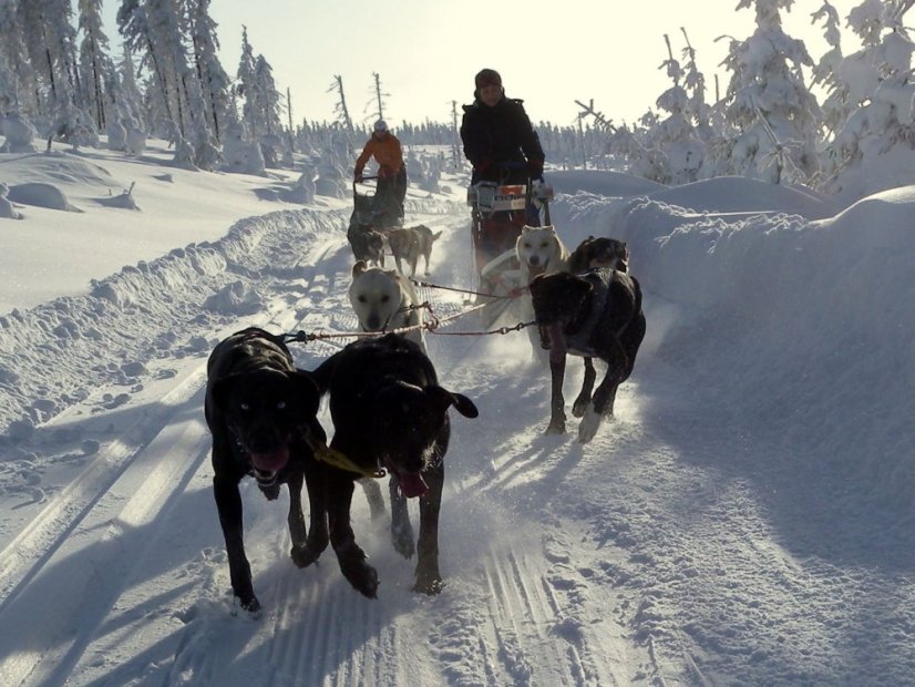 Musherská rodina - EXCLUSIVE