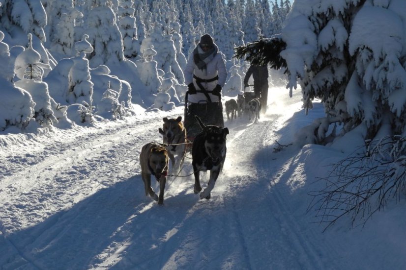 Musherský tandem pro dva / také noční verze