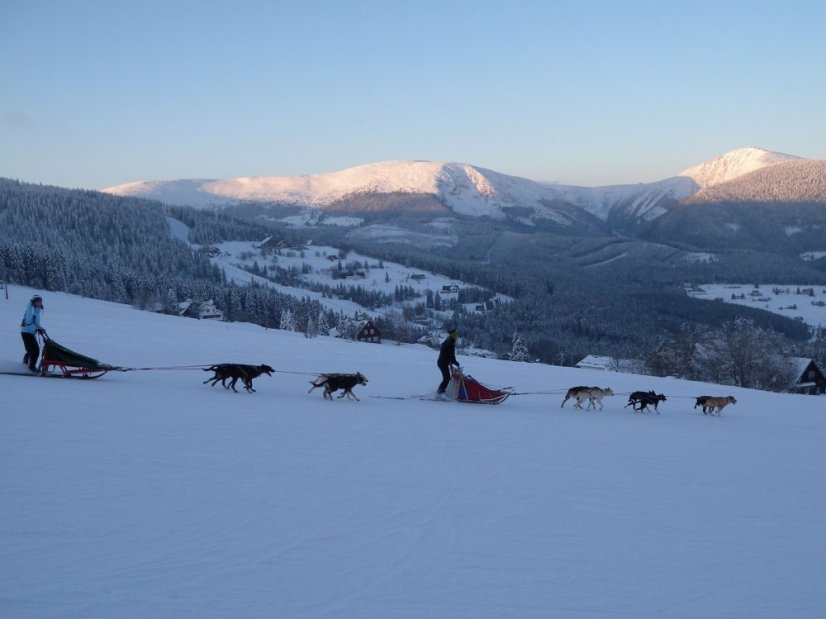 Musher Junior