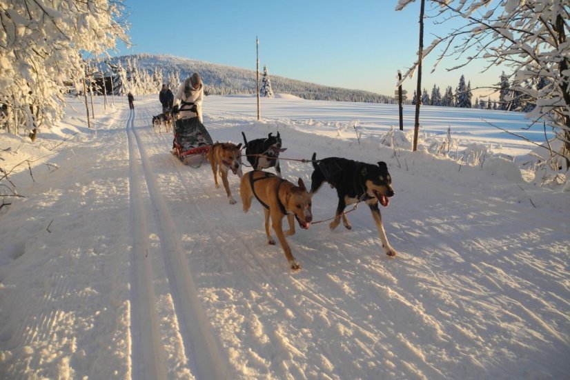 Musherský tandem pro dva / také noční verze