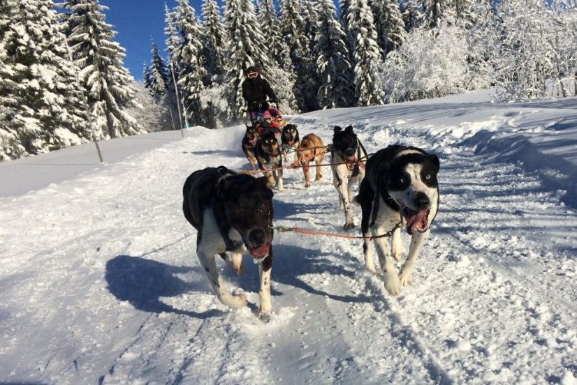 Musher Junior