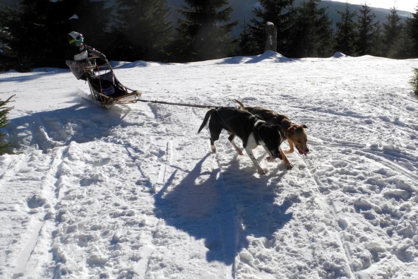 Musher Kadet