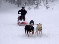 Musher Kadet a Junior