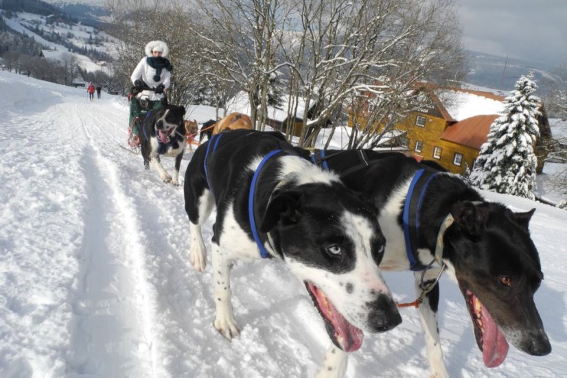 Musher Junior