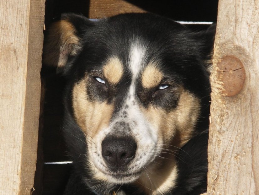 Musher Kadet a Junior