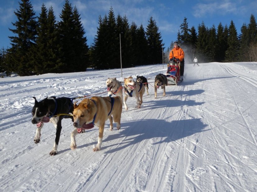 Musher Kadet
