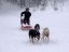 Musher Kadet a Junior