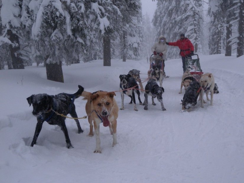 Musherská rodina - EXCLUSIVE